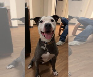 American Staffordshire Terrier-Unknown Mix Dogs for adoption in Orange Grove, TX, USA