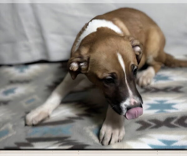 Medium Photo #2 Mutt Puppy For Sale in Aurora, IN, USA