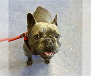 French Bulldog Dogs for adoption in Santa Maria, CA, USA