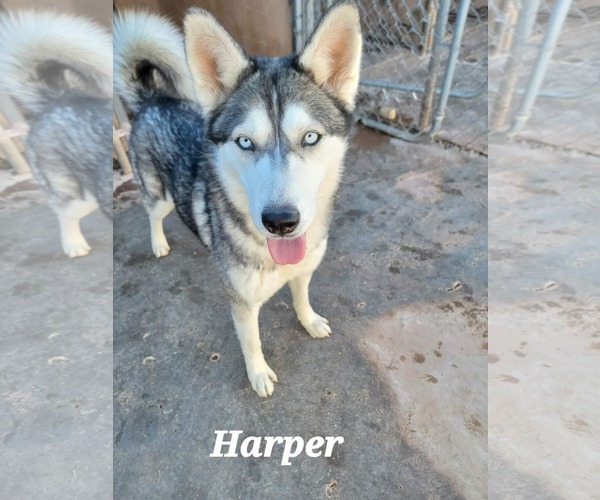 Medium Photo #4 Siberian Husky Puppy For Sale in Cedar Crest, NM, USA