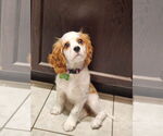 Small #2 Cavalier King Charles Spaniel