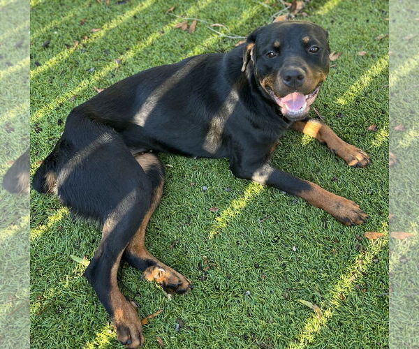 Medium Photo #4 Rottweiler Puppy For Sale in Mooresville, NC, USA