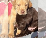 Small Photo #1 Labrador Retriever Puppy For Sale in ELKHART, TX, USA