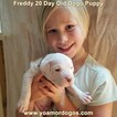 Small Photo #72 Dogo Argentino Puppy For Sale in PINEVILLE, MO, USA