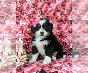Miniature Bernedoodle Puppy for sale in OXFORD, PA, USA