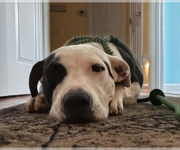 Medium Photo #10 Mutt Puppy For Sale in Rockaway, NJ, USA