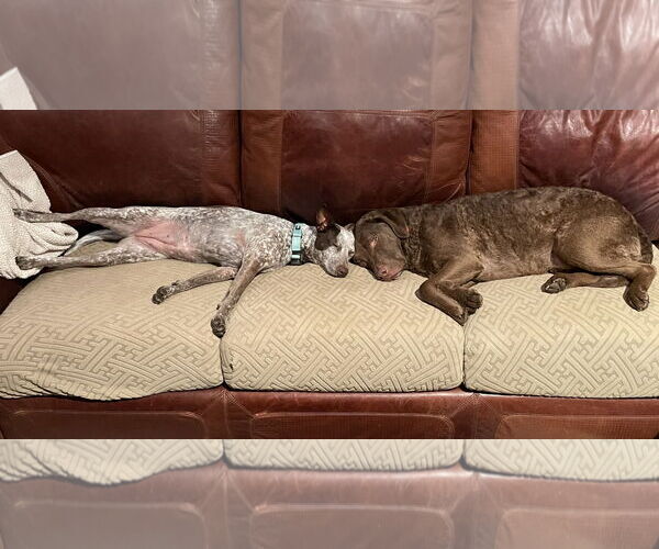 Medium Photo #6 Mutt Puppy For Sale in Harrisburg, PA, USA