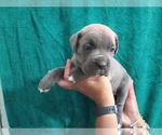 Small Photo #2 Cane Corso Puppy For Sale in COLUMBIA, SC, USA