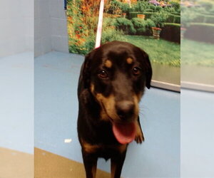 Rottweiler Dogs for adoption in Moreno Valley, CA, USA