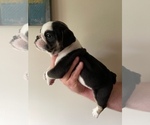 Small Photo #3 Olde English Bulldogge Puppy For Sale in DELAND, FL, USA