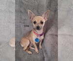 Small Chihuahua