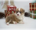 Small #18 Pembroke Welsh Corgi