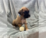 Puppy Puppy 1 Boxer
