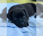 Small #1 Labrador Retriever Mix