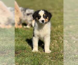 Australian Shepherd Litter for sale in CHEHALIS, WA, USA