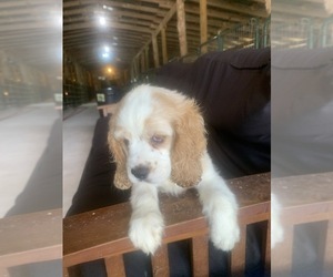 Cocker Spaniel Puppy for sale in PARKERS LAKE, KY, USA