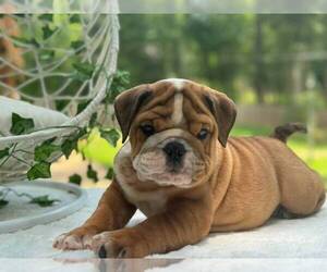 English Bulldog-English Bulldogge Mix Puppy for sale in EMPIRE STATE, NY, USA