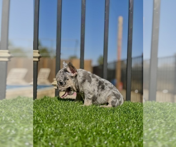 Medium Photo #8 French Bulldog Puppy For Sale in RALEIGH, NC, USA