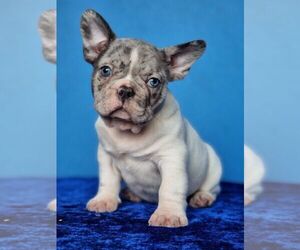 French Bulldog Puppy for sale in PUYALLUP, WA, USA