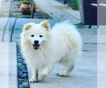 Small Photo #1 Pomsky Puppy For Sale in LOS ANGELES, CA, USA