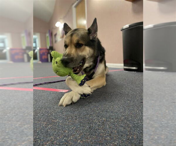 Medium Photo #4 Akita-German Shepherd Dog Mix Puppy For Sale in Gloversville, NY, USA