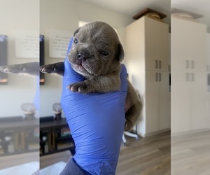 French Bulldog Puppy for sale in SACRAMENTO, CA, USA