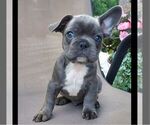 Small #2 French Bulldog