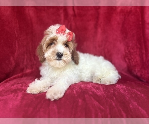 Medium Photo #5 Cock-A-Poo Puppy For Sale in LAKELAND, FL, USA