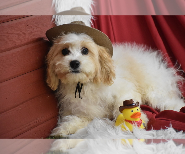 Medium Photo #1 Cavachon Puppy For Sale in ELDORADO, OH, USA