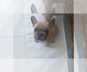 French Bulldog Puppy for sale in CASTRO VALLEY, CA, USA