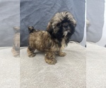 Small Photo #30 Shih Tzu Puppy For Sale in SAINT AUGUSTINE, FL, USA