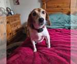 Small Photo #8 Beagle Puppy For Sale in Las Vegas, NV, USA