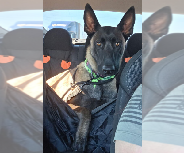 Medium Photo #1 Mutt Puppy For Sale in Imlay City, MI, USA