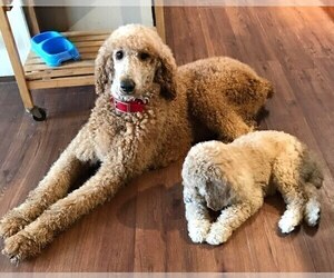 Mother of the Poodle (Standard) puppies born on 04/05/2025