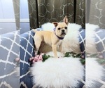 Small Photo #4 French Bulldog Puppy For Sale in CARTHAGE, TX, USA