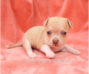 Chihuahua Puppy for sale in MUSKOGEE, OK, USA