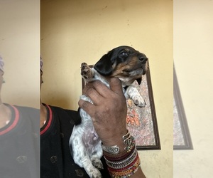 Dachshund Puppy for sale in LYNCHBURG, VA, USA
