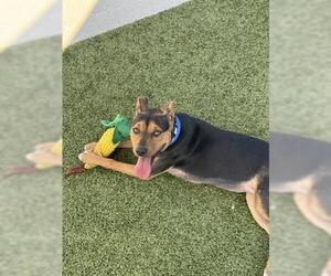 Mutt Dogs for adoption in San Martin, CA, USA