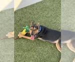 HONEY - Female Mutt Dog for Adoption - Small photo