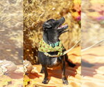 Small #16 Chihuahua Mix