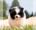 Small #1 Pomeranian