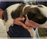 Small #8 Saint Bernard