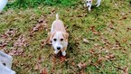 Small Photo #21 Jack Russell Terrier Puppy For Sale in AIKEN, SC, USA