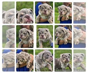 English Bulldog Puppy for sale in CORBIN, KY, USA