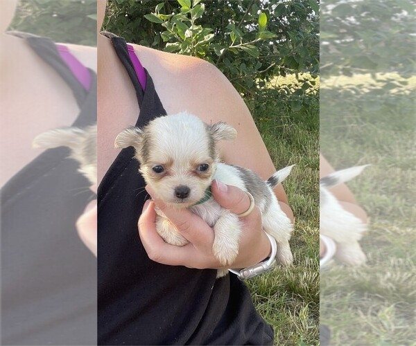 Medium Photo #14 Chihuahua Puppy For Sale in LEWISVILLE, TX, USA