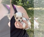 Small Photo #14 Chihuahua Puppy For Sale in LEWISVILLE, TX, USA