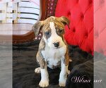 Small Photo #4 Mutt Puppy For Sale in Wakefield, RI, USA
