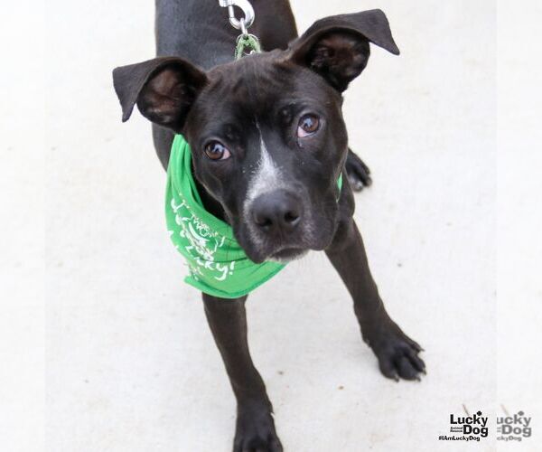 Medium Photo #4 Feist Terrier-Labrador Retriever Mix Puppy For Sale in Washington, DC, USA