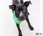 Small #3 Feist Terrier-Labrador Retriever Mix