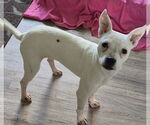 Small #1 American Bulldog-Boston Terrier Mix